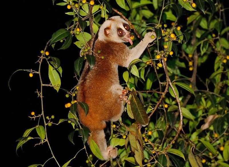 Night Safari (khao sok) (3 hrs.)