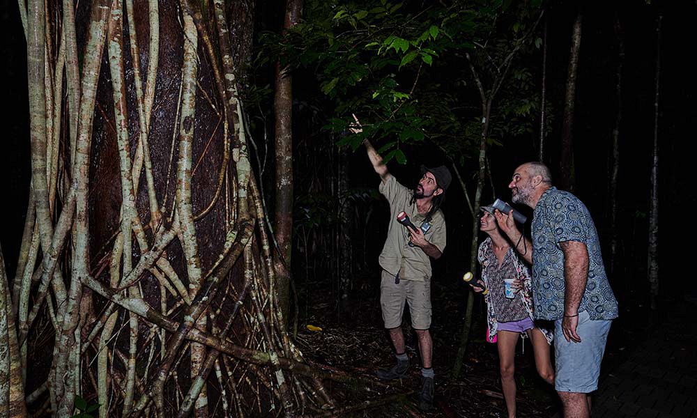 Night Safari (khao sok) (3 hrs.)