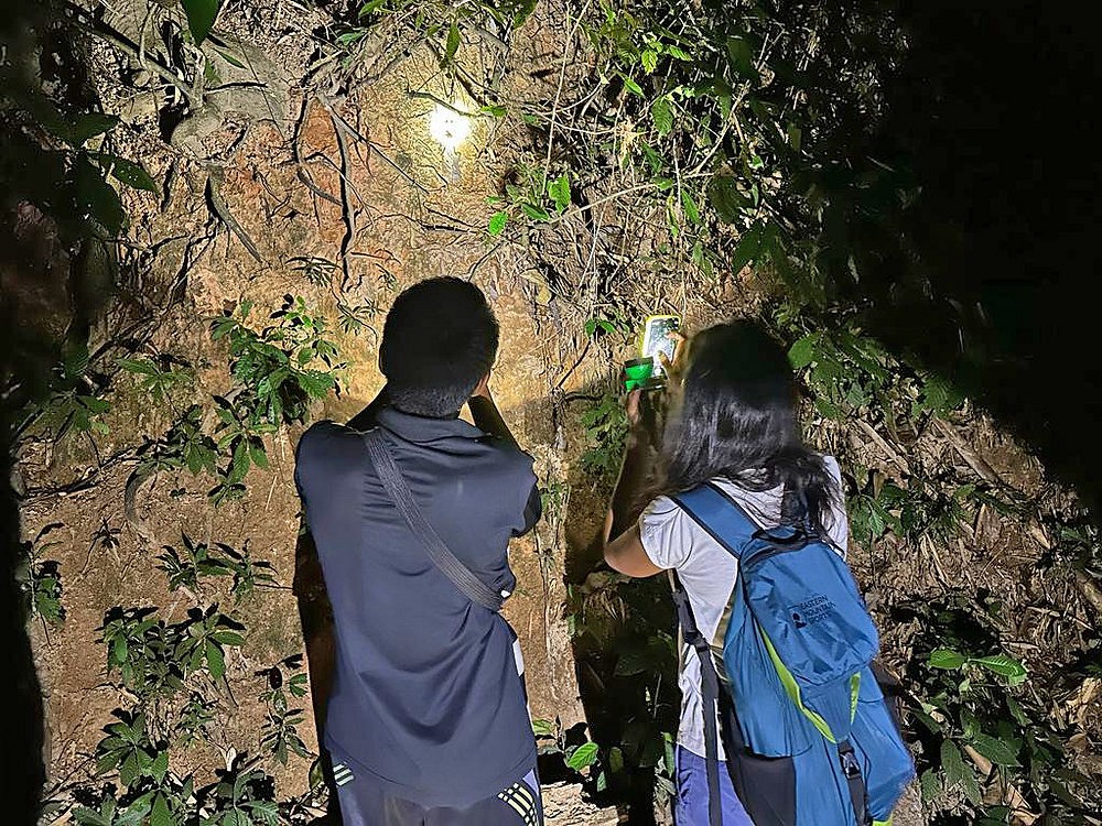 Night Safari (khao sok) (3 hrs.)