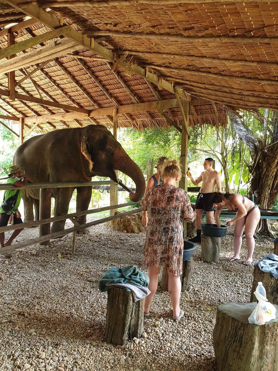 Elephant Care (Half-Day)