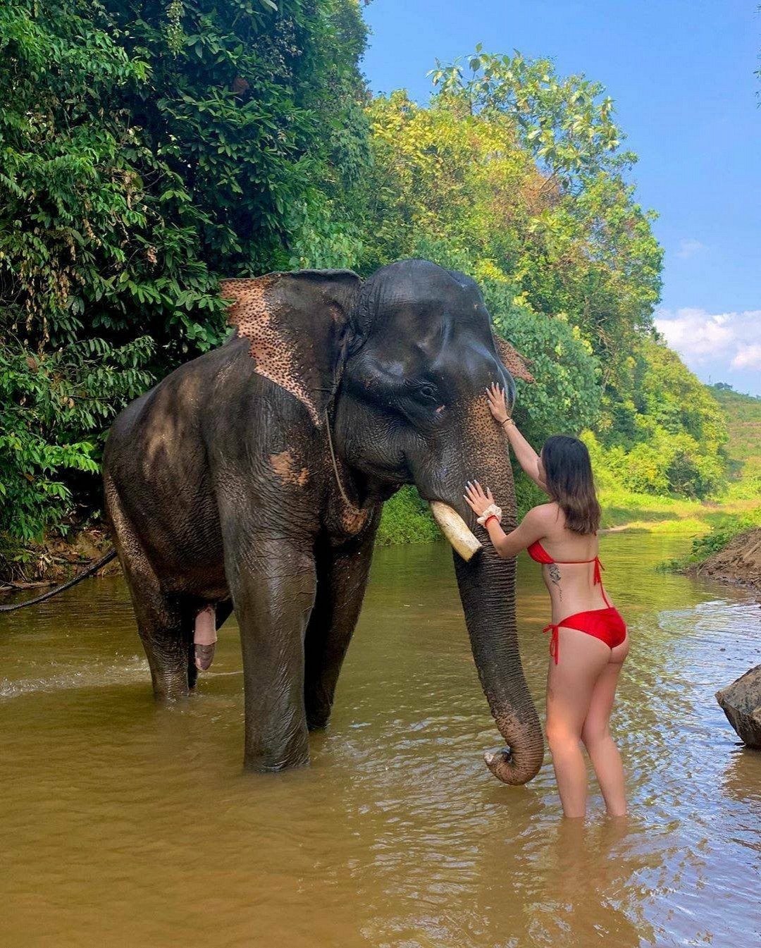 Elephant Bathing or Trekking (1 hr.)