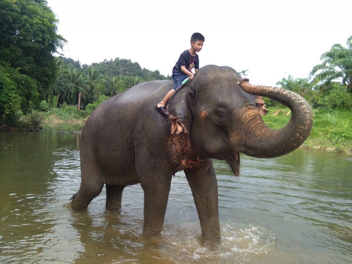 Elephant Bathing or Trekking (1 hr.)