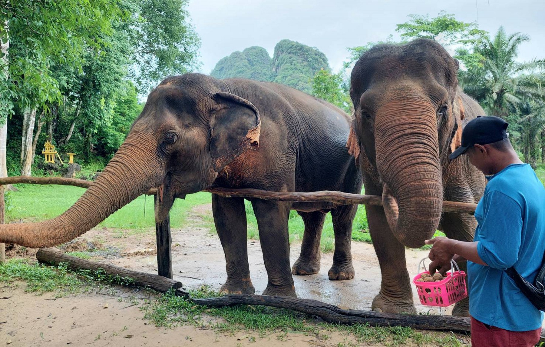 Elephant Care (Half-Day)