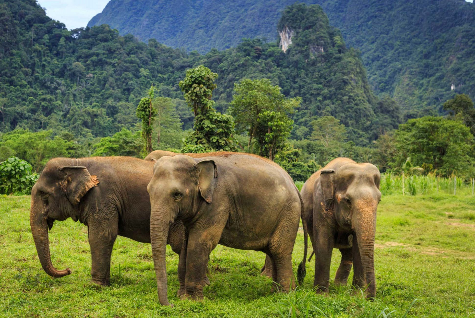 Elephant Bathing or Trekking (1 hr.)