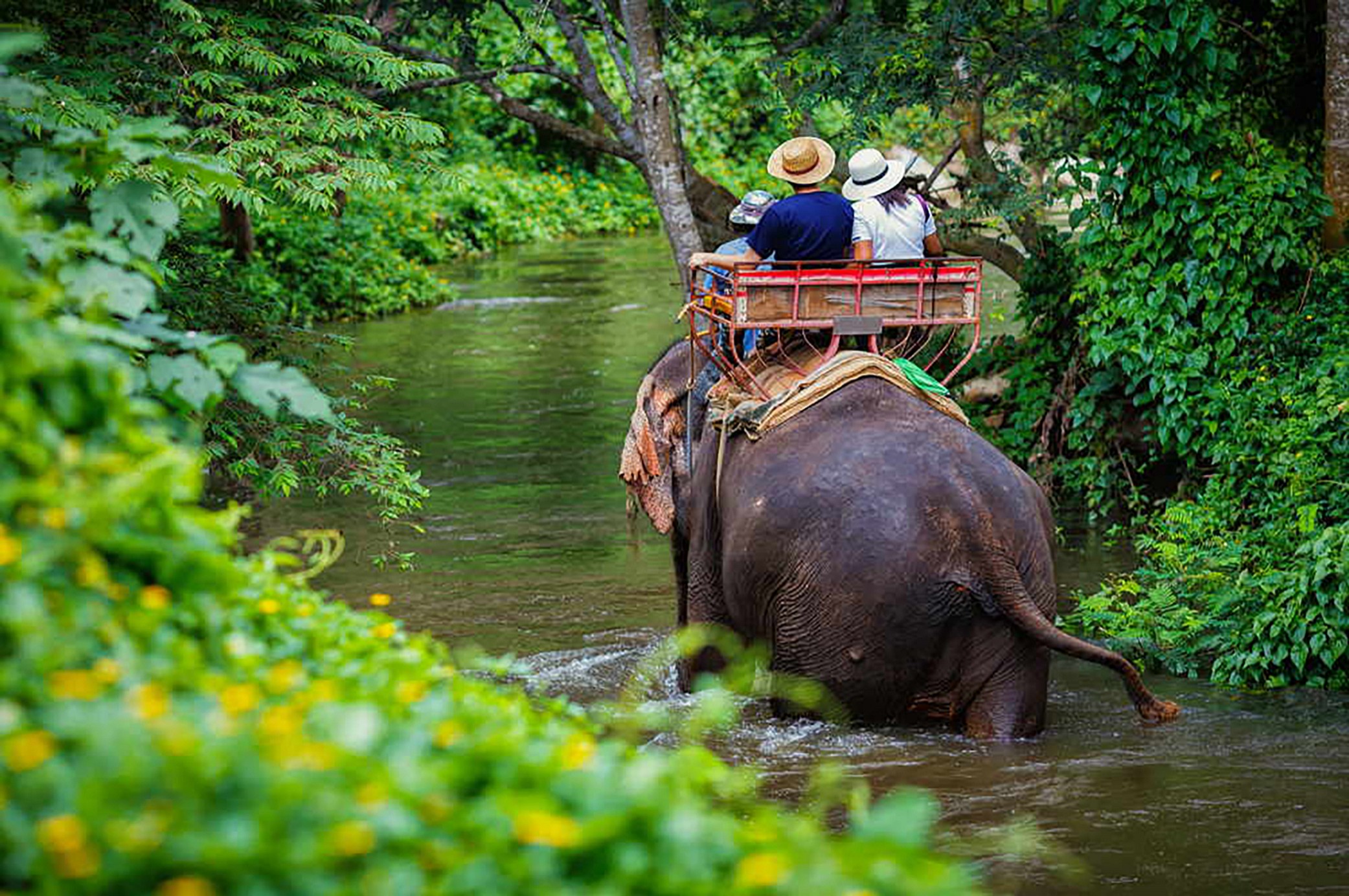 Elephant Bathing or Trekking (1 hr.)