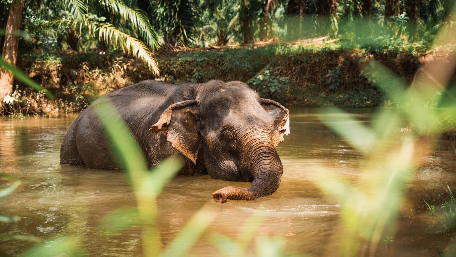 Elephant Bathing or Trekking (1 hr.)