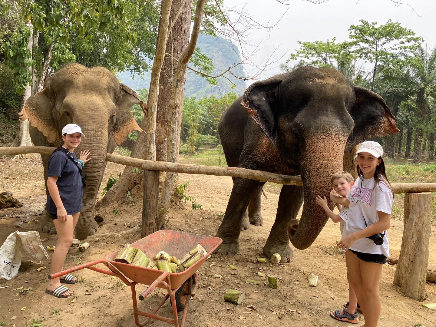 Elephant Care (1.5 hrs.)