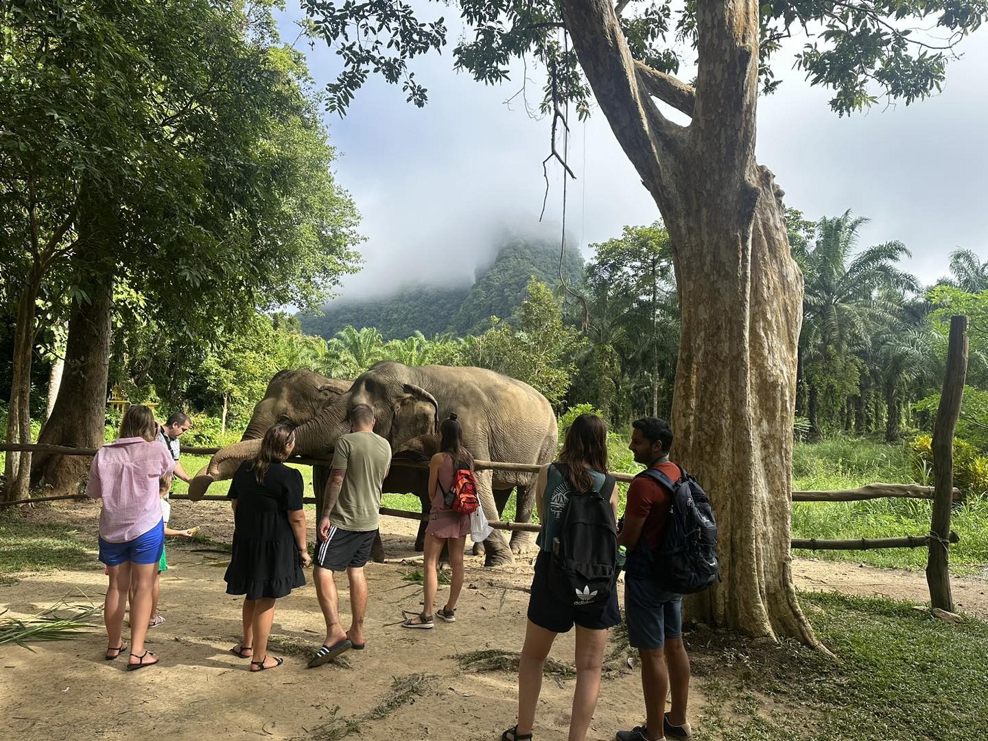 Elephant Care (Half-Day)