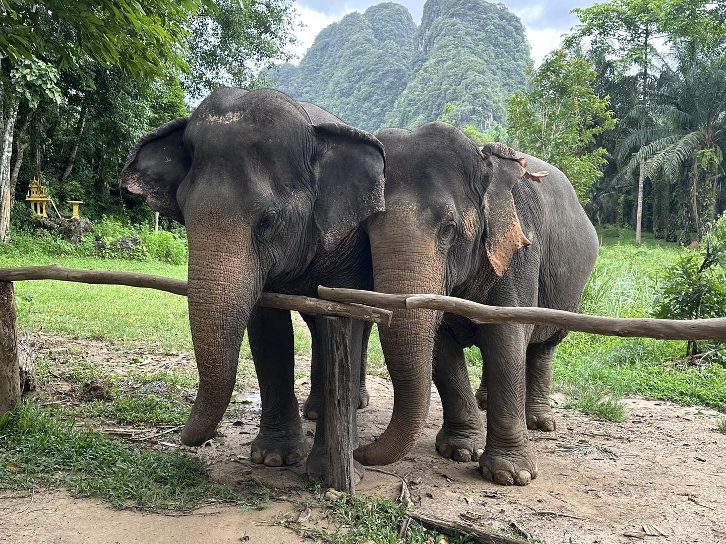 Elephant Care (Half-Day)